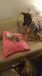 chiens et chats jouant