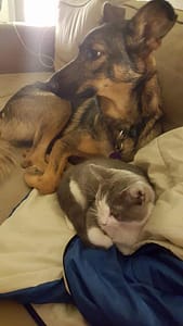 chiens et chat amis