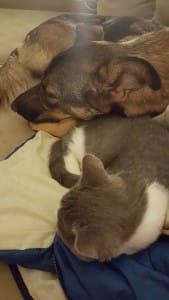 chien et chat dormant ensemble