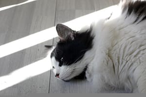chat dormant au soleil