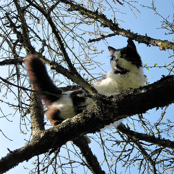 chat dans un arbre